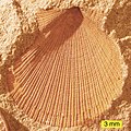 Aviculopecten subcardiformis; isang bibalbo mula sa Pormasyong Logan(Mababang Carboniferous) ng Wooster, Ohio.