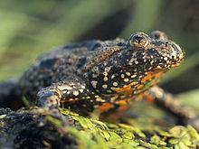 Crapaud sonneur à ventre de feu, vue de trois-quart face, avec ses marques caractéristiques rouge orangées sous le ventre et un dos sombre, tourné vers la droite