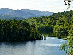 Tallskog vid Loch Beinn a' Mheadhoin