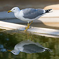 La gaviota patiamarilla (Larus michahellis) es una de las gaviotas más comunes de la fauna europea. Tiene una distribución esencialmente mediterránea, aunque se reproduce también en el litoral atlántico y algunas de sus islas (Azores, Madeira y Canarias). La imagen muestra a una gaviota sombría bebiendo de una fuente en Barcelona (España). Por en:User:Diliff.