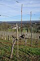 Inverno: bacelos podados en Guyot duplo, con dúas varas.