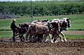 Amish farmers use only horse power to cultivate their land