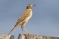 El bisbita de Richard (Anthus richardi) es una especie de ave paseriforme de la familia Motacillidae. Es un migrador de larga distancia propio de África, Asia y Europa. Por JJ Harrison.