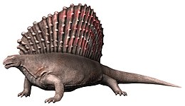 Edaphosaurus rekonstruált rajza