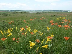 Lilium pensylvanicum (orange) und Hemerocallis esculenta (gelb) im Koshimizu-Blumengarten mit dem Tōfutsu-See im Hintergrund