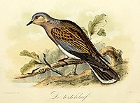 De tortelduif (1869), John Gerrard Keulemans