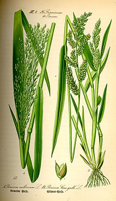 Panicum miliaceum