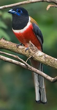 Hindutrogon, Harpactes fasciatus, hannfugl Foto: Subramanya CK