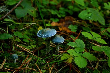 Sinivärvik (Stropharia aeruginosa)