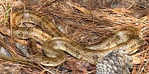 Prairie kingsnake (Lampropeltis calligaster) in Tyler County