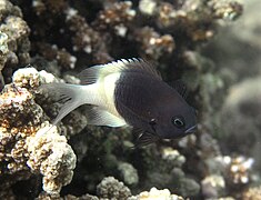 Chromis fieldi