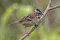 Zonotrichia capensis es un ave paseriforme que se distribuye en América del Sur, el Caribe y Centroamérica. Es la única especie del género americano Zonotrichia que se encuentra al sur de América del Norte. Se distingue por lleva un copete y el canto del macho, formado por un tema de tres tiempos y un trino posterior. Lleva diferentes nombres comunes como chingolo (Argentina), San Francisco (Paraguay), chincol (Chile), tico-tico (Brasil), pirrís (Costa Rica), copetón (Colombia y Venezuela) y pichitanca (Bolivia y Perú), entre muchos otros. Por Charles J Sharp.