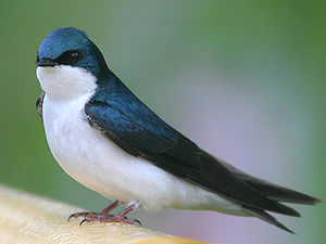 Dukolora hirundo