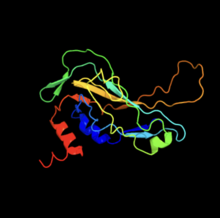 Estructura realizada a partir de la seqüència de nucleotids. Nomes s'ha pogut determinar 28% del tota de la molècula amb 100% de seguretat