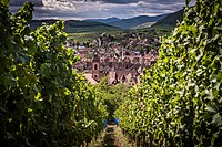 Vue de Riquewihr depuis le grand cru Schoenenbourg.