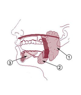 Speekselklieren: 1: Oorspeekselklier, 2: Onderkaakspeekselklier, 3: Ondertongspeekselklier