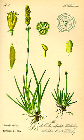 Tofieldia calyculata