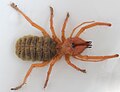 Solifugae