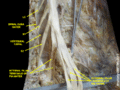 Spinal cord. Spinal membranes and nerve roots. Deep dissection. Posterior view.