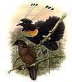 Parotia lawesii