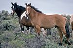 two horses standing on a sagebrush-covered hill