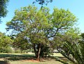 Knoppiesdoring (Acacia nigrescens)