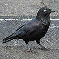 Australian raven