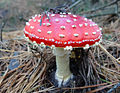 A. muscaria