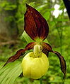 Gelber Frauenschuh (Cypripedium calceolus)