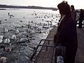 濤沸湖の野鳥に餌をやる観光客（2004年12月12日撮影）