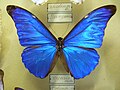 Morpho rhetenor