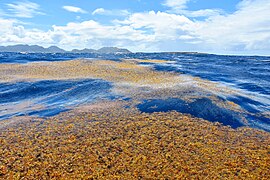 Sargasses au large de l'île Tintamare, dans la réserve naturelle nationale de Saint-Martin.