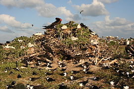 Seevögelkolonie auf Tern Island