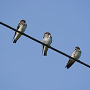 Perched on an electric wire, Srirangapatna, Karnataka