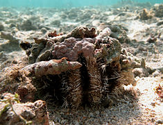 Oursin mitre (Tripneustes gratilla), Indo-Pacifique tropical.