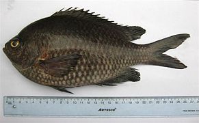 Chromis crusma