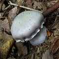 !Cortinarius argenteopileatus sin. Cortinarius subargentatus!