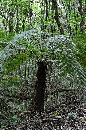 Dicksonia sellowiana em uma floresta na Região sul do Brasil