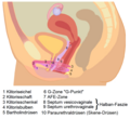 Lage der Schwellkörper weiblichen im Becken