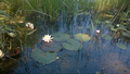 Blühende Weiße Seerose in einem der vielen Teiche.