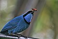 Turquoise jay