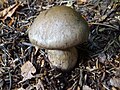 !Cortinarius infractus!