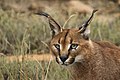 Caracal caracal