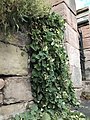 Detail of cascading stems of church gate specimen