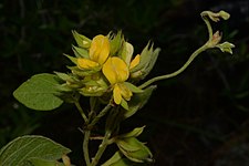 Broad-leaf snoutbean (Rhynchosia latifolia), Polk County