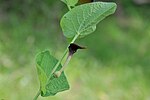 Miniatura per Aristolochia rotunda