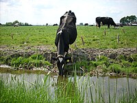 Uit de sloot drinkende koe