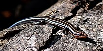 Five-lined skink (Plestiodon fasciatus) in Liberty County