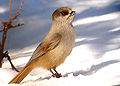 Siberian jay