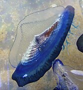 Velella velella